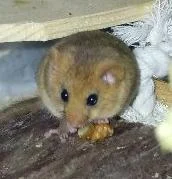 Haselmaus, der kleinste heimische Bilch