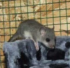 Siebenschläfer, der größte heimische Bilch