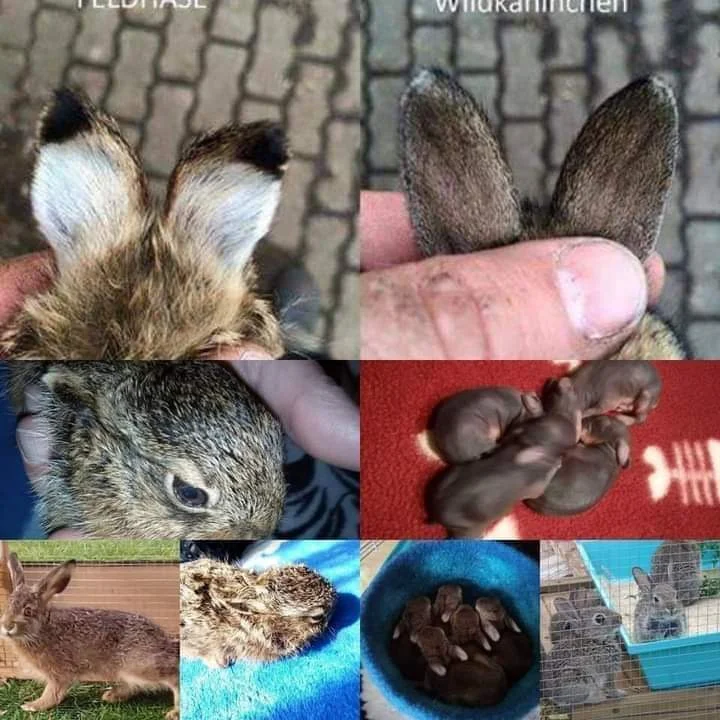 Vergleich: rechts zwei Wildkaninchen, links ein Feldhase