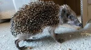 Vergleich: kranker Igel mit Hungerknick im Nacken neben gesundem Igel